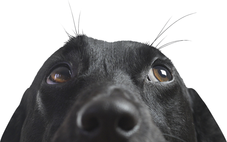 A black dog peeking up from below