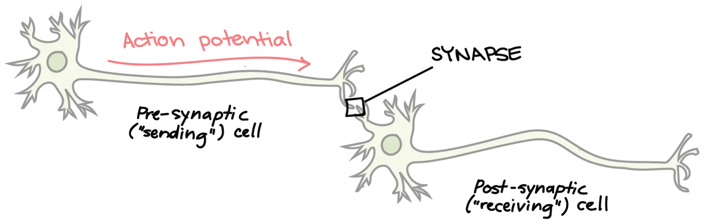 The synapse RDS