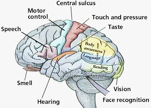 Figure 4: The bottom right of the figure shows where the proposed "face recognition" area of the brain is.