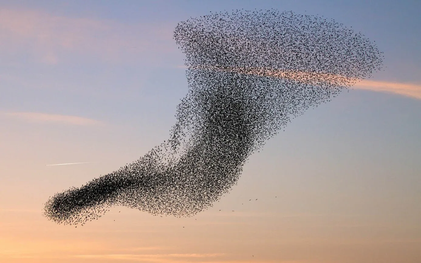 Figure 2: the Individual and the Collective