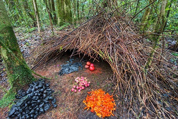 Figure 3: Color and size Perspective created by the Bowerbird.