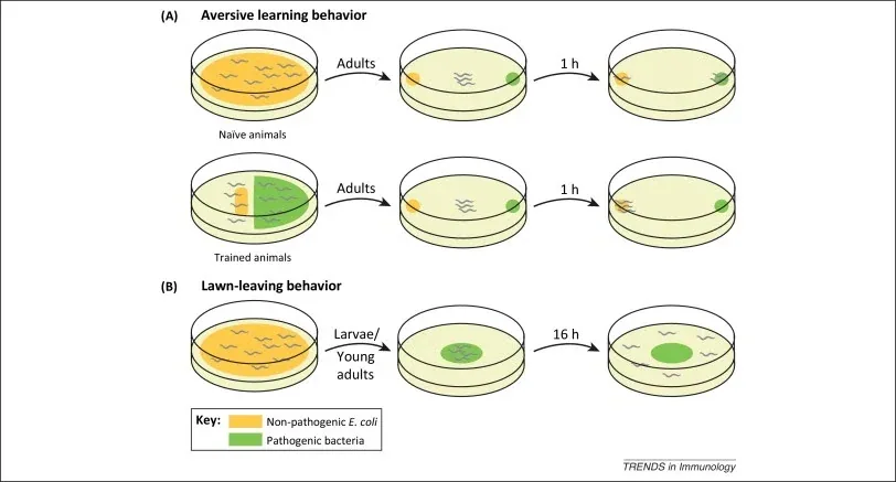 Figure 1: Caenorhabditis elegans avoids Serratia marcescens through chemosensation[8]