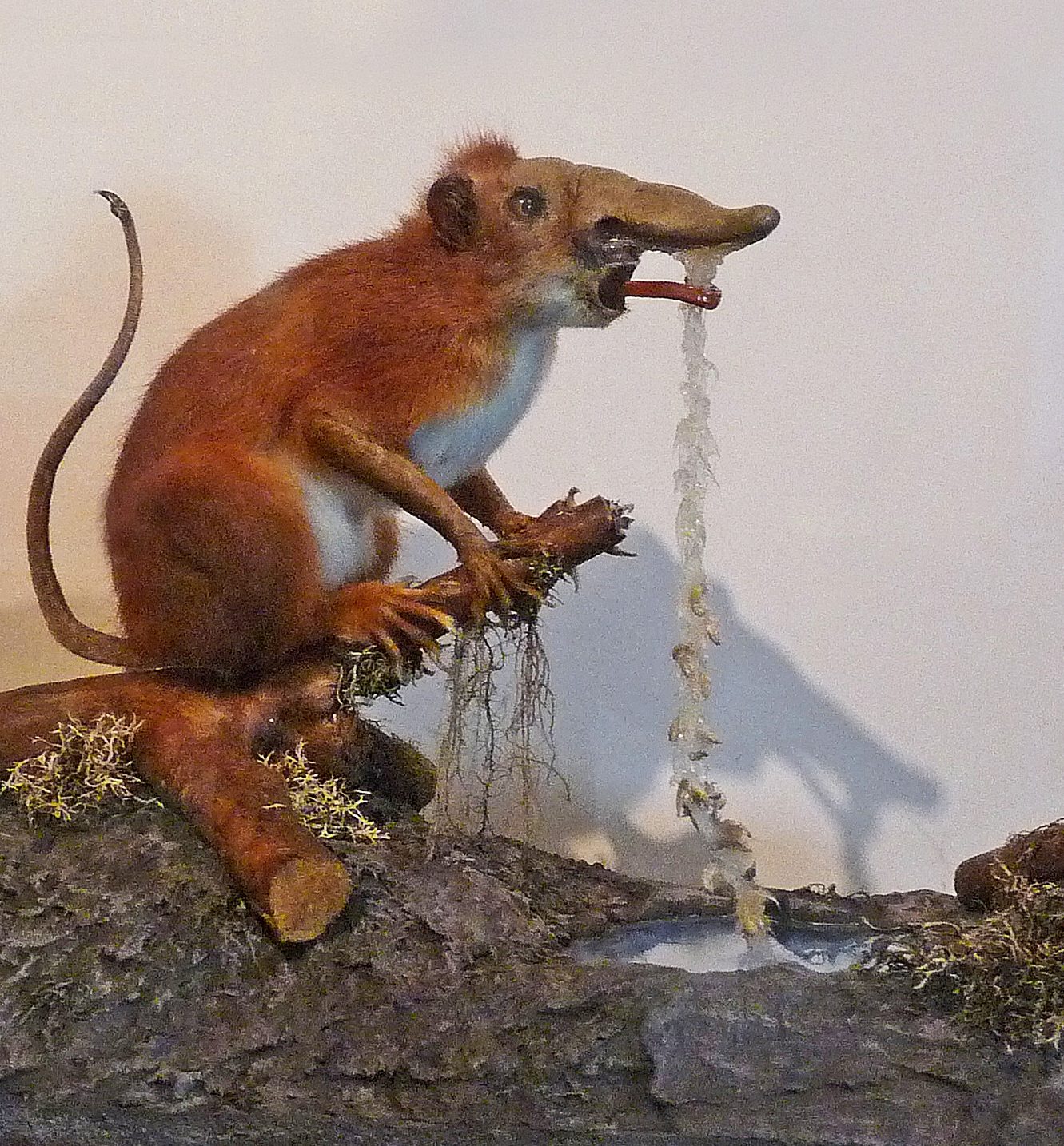 Figure 11. A rhinograde, using its nasorium to catch fish. Rhinogrades, created by Gerolf Steiner in 1957, are one of the earliest concrete examples of speculative zoology.