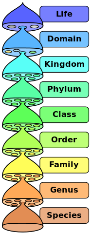 Figure 7. The Nested Part-Whole Structure of the Biological Species Concept.