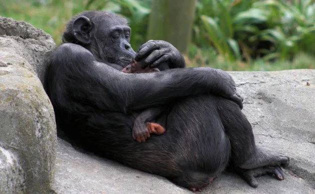 Figure 2: Empathy is seen in many other species.