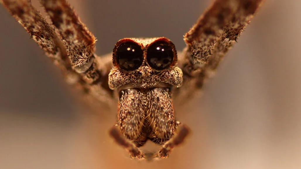 Ogre-Faced Spiders: 