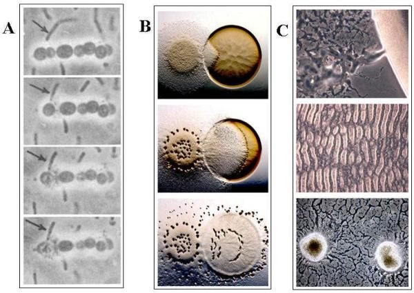 Figure 2: Group and solitary-based predation by M. xanthus. (C) shows the “three traits of group-mediated predation: colony invasion (top), rippling wave structures (middle), and fruiting bodies (bottom)” [14][15]