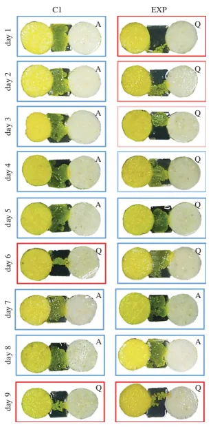 Figure 2: Photographs of the experiment done by Boisseau et al. 2016. C1 is the control group (the pathway is just agar) and EXP is the experimental group (the pathway contains quinine). 