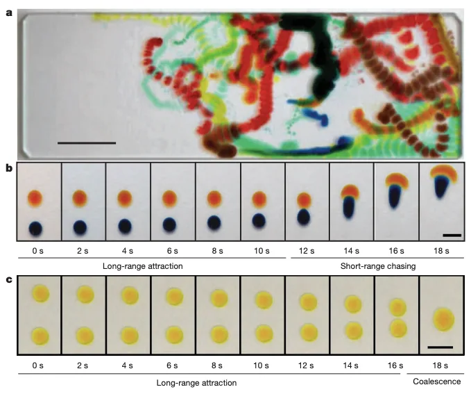 Figure 4: Droplet "chasing" and "attracting" behavior