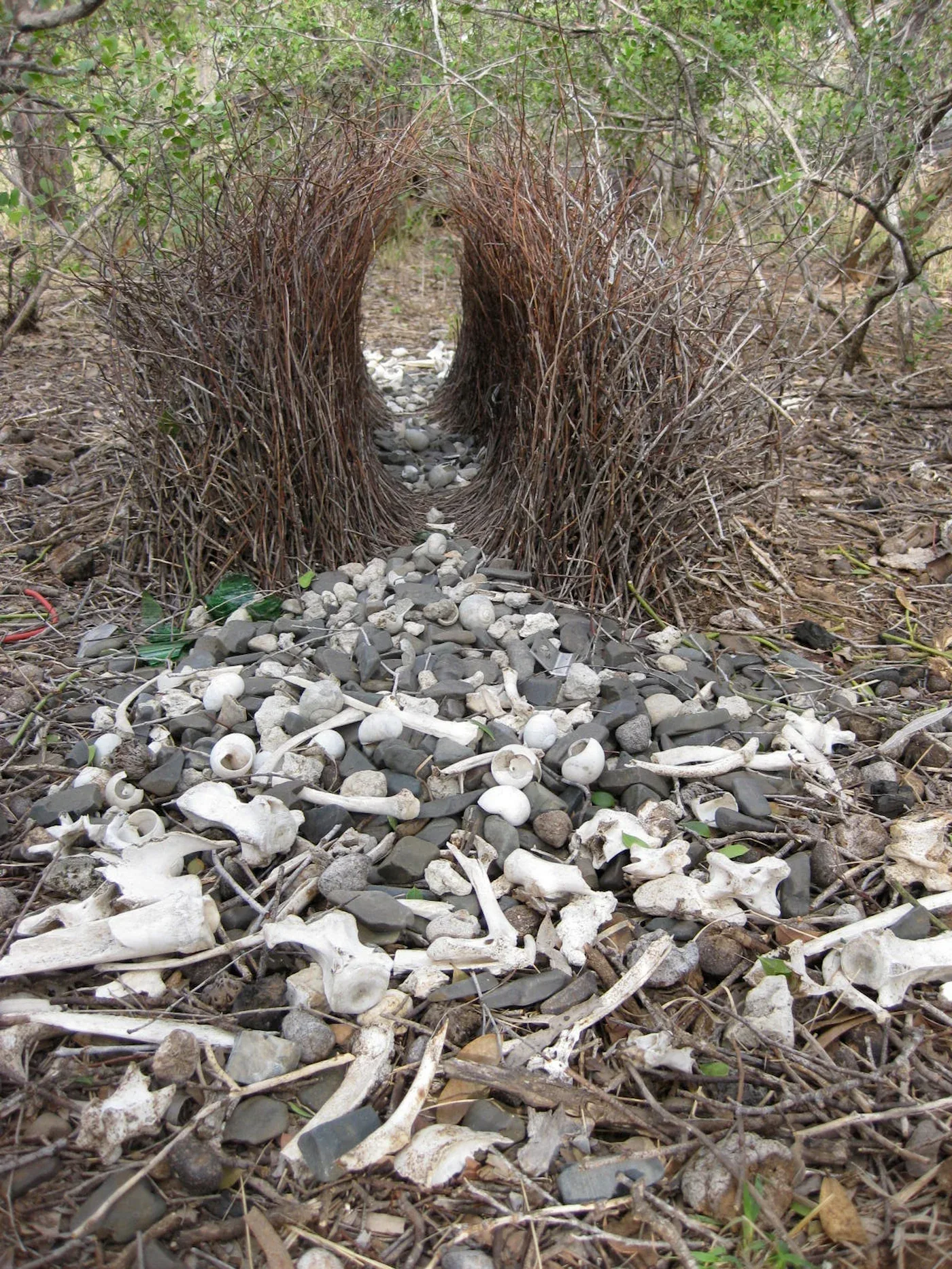 Figure 2: Forced Perspective created by the Bowerbird.