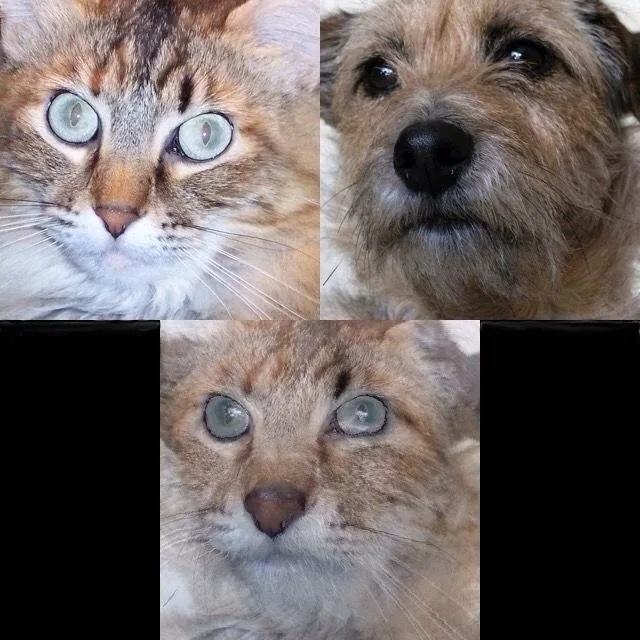 Figure 4: Example of a cat/dog morphed image [6].