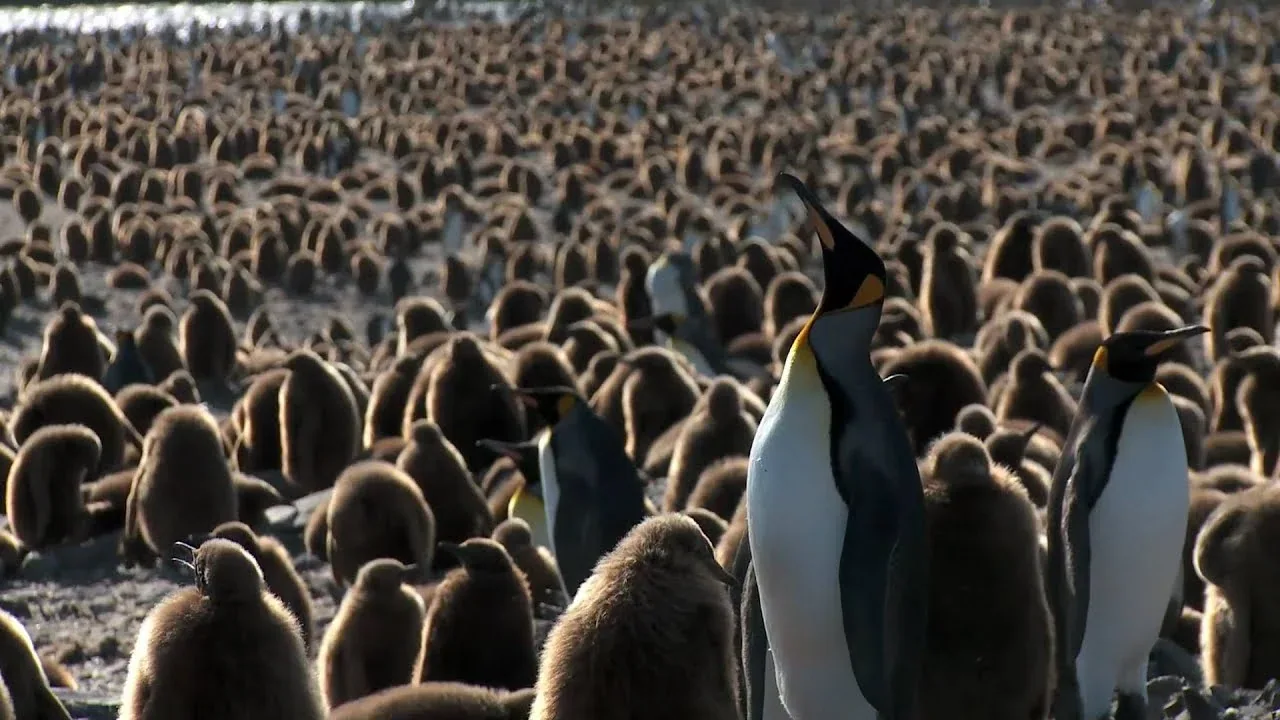 Figure 3: King Penguin colonies are massive, and incredibly loud!