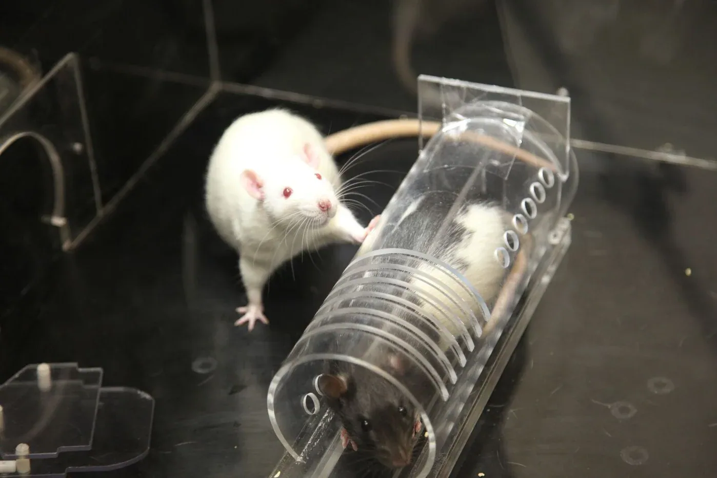 Figure 4: The free rat works hard to release the constrained rat.
