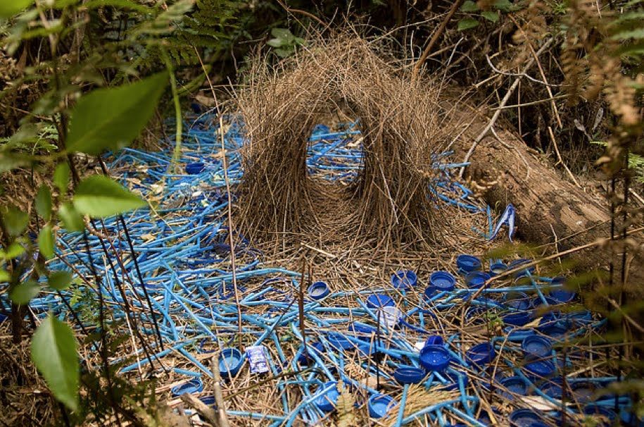 Figure 1: Example of a bower.